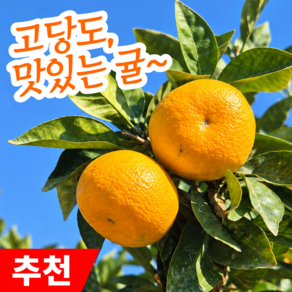 [자연달다] 제주도 감귤 노지 햇귤