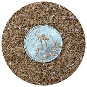 밀웜나라 밀웜 극소 약 0.5cm 240마리