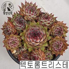[풀멍상점] 텍토롬리스테(6.13) 바위솔 / 노지.월동 야생/ 선별발송 분채배송/ 방수라벨 이름표포함. 농장직접 배송