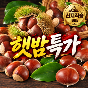 [2026햇밤특가] 산지직송 신선알밤 국내산밤 햇밤(대)