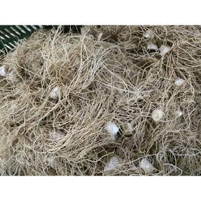 국내산 대파 파뿌리 3kg