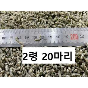 배송일 상세확인필수 하이농장 파충류 먹이 먹이용 누에 뽕잎 살아있는 누에 도마뱀 먹이 크레스티드게코 먹이