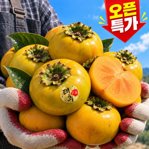 [오픈특가] 26년햇 배단감 고당도 태추단감