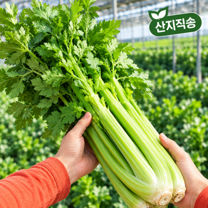 [채소곳간] 샐러리 셀러리 산지직송 당일수확 특품 1KG 2KG 3KG 즙용 샐러드용