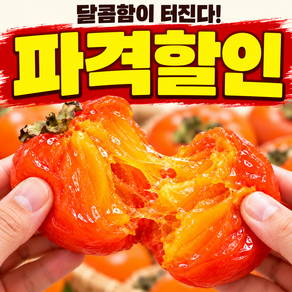 [하루50박스한정] 초고당도 홍시 반건시 씨없는 청도 반시 산지직송
