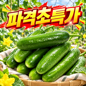 [주문폭주최저가이벤트] 시원하고맛있는 프리미엄 산지직송 미니오이