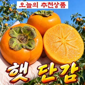 농장특가 햇 단감 고당도 감