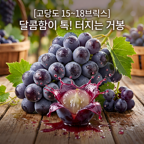 농가직송 진한 달콤함이 톡! 터지는 고당도 거봉 포도