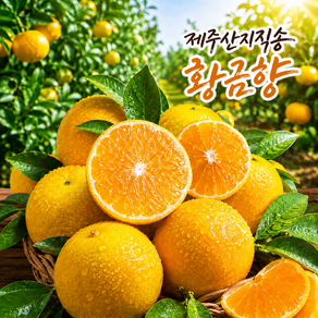 맛있는 산지직송 제주 황금향 선물세트