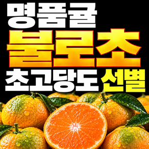 프리미엄 불로초 감귤 고당도 제주 불로초 귤