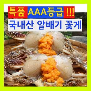 [알배기암꽃게AAA등급] 국내산 알배기 암꽃게 게장용