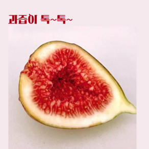 꿀당도 영암무화과 홍무화과 생무화과 국내산
