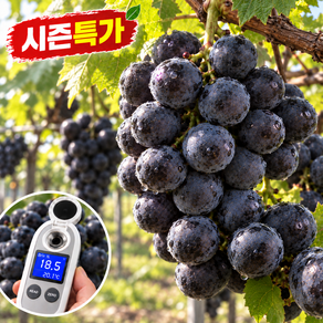 [한정초특가] 3대째잘먹는 국산 고당도 머루포도