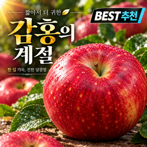 [제철한정] 꿀당도 감홍사과 아삭달콤 햇사과