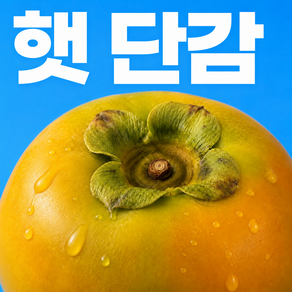 [제철과일특가] 고당도 산지직송 햇단감 태추단감