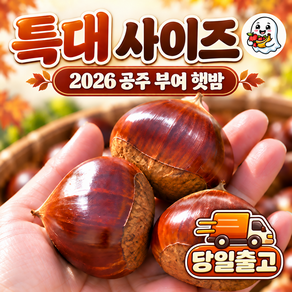 국내산 공주 햇밤 밤 산지직송