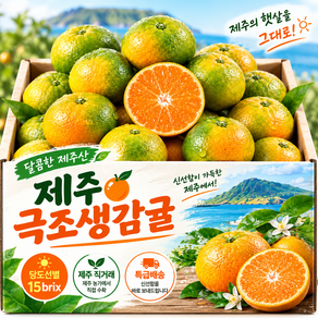 [구매 1위] 고당도 극조생 귤 15브릭스 이상 산지직송 제주 감귤