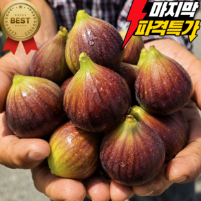 [단독초특가] 영암 프리미엄 특품 무화과