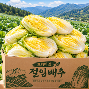 [백화점납품용] 황금 프리미엄 절임배추 배추