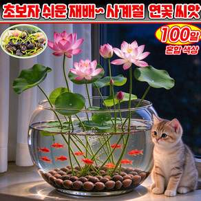 [초보자 쉬운 재배~] 미니 연꽃 씨앗 수경재배 사계절 연꽃씨앗 실내 식물 미니연꽃 키우기 사철 꽃 피는 화초 예쁜 수경식물 관상용 미니연꽃키우기 4계절 수중식물 MOYALIE