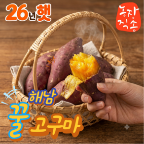 (농장직송) 26년 첫 수확 햇 고구마 해남 꿀고구마 특가판매 산지직송