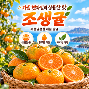 [파격세일] 초고당도 감귤 극 조생귤