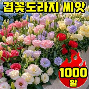 [사계절 개화] 겹꽃도라지 씨앗 노지월동 가을꽃모종 겹도라지 혼합씨앗 리시안셔스 씨앗 사계절 꽃피는 식물 다년생 닝운시상