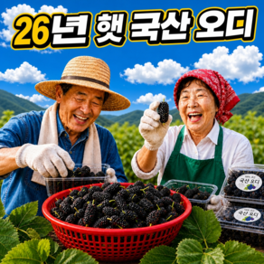 [선착순초특가] 산지직송 냉동 국산 오디
