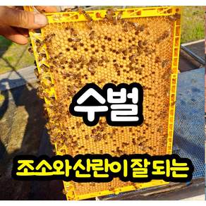 시골쌤양봉원 수벌 소초광 플라스틱소초광 조소가잘되는 수벌 양봉자재 (양봉용)