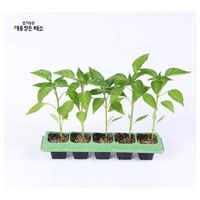 (도시농업해담채) 순한길상 (아삭이)고추모종 5포기