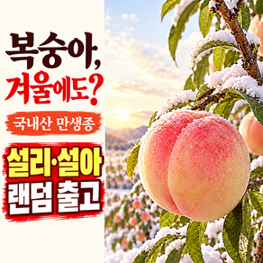 [늦가을까지 만나는] 고당도 겨울복숭아 설리 설아 랜덤발송