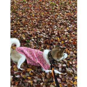 (S~6XL)강아지 고양이 김장조끼 할매꽃무늬조끼