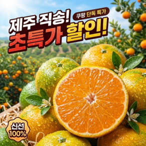 [오늘만특가] 한정수량마감 꿀맛끝판왕 로열과 조생귤