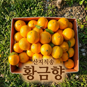 [하루50박스] 당도선별 프리미엄 황금향 제주 산지직송