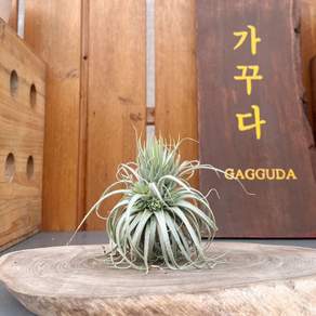 가꾸다 틸란드시아 텍토름 텍토룸 테토름