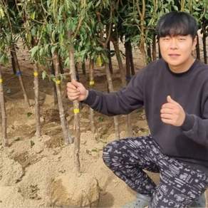 살구나무 묘목 초하살구 3년생특묘 접목묘 꿀살구