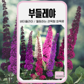 부들레야 씨앗 10립 사이버가든 씨 꽃씨 꽃씨앗 종자 화훼 화단 고급종 월동 관목형 화목류