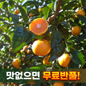 [GAP인증] 당도선별 제주 감귤 산지직송