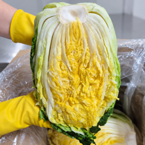 산지직송 강원도 고랭지 평창 절임배추20kg