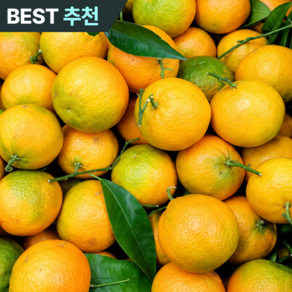 [우수농가] 제주 산지직송 상큼톡톡 극조생귤