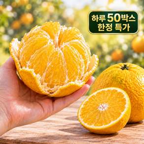 [한정특가] 제주 황금향 새콤달콤 감귤