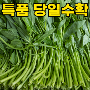 [제철특가] 국내산 공심채 자연친화환경수확 모닝글로리