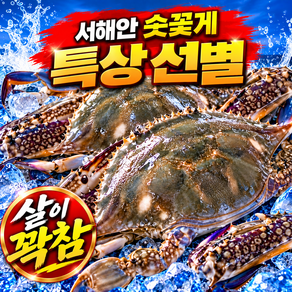 "다담 수산" 조업 서해안 활꽃게 생물