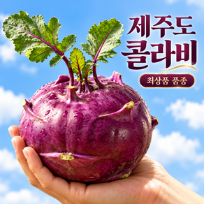 농장직송 아삭아삭 고당도 제주 콜라비