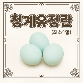 (부화용)청계란 청란 유정란 1개