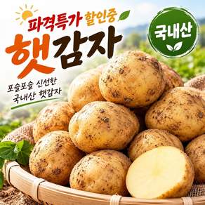 [산지직송]포슬포슬 당일수확 국내산 햇감자특가