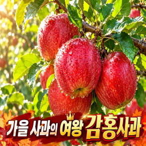 [당도끝판왕] 아삭달콤 과즙가득 가정용 감홍사과
