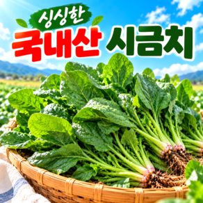 [26년햇국내산] No.1싱싱농원 포항초 섬초남해 시금치