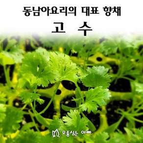 [모종심는아빠] 동남아요리 대표 향채 고수 모종