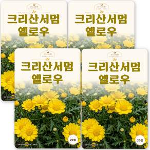 산들마켓 크리산서멈 꽃 씨앗 20립 멀티콜 옐로우 국화과 다년생 크리산세멈 꽃씨 종자